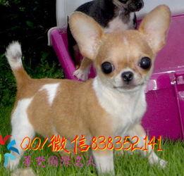 吉娃娃犬图片,迷你版守护者，魅力四溢的宠物风采