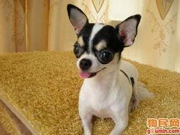 吉娃娃犬图片,迷你版守护者，魅力四溢的宠物风采