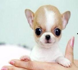 吉娃娃犬图片,迷你版守护者，魅力四溢的宠物风采
