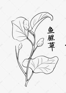 鱼腥草中药图片,清热解毒，养生保健的天然良药