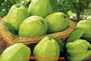 芭乐图片,热带果实的甘甜诱惑