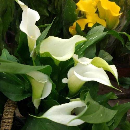 花卉图片大全及花名,缤纷花名大盘点