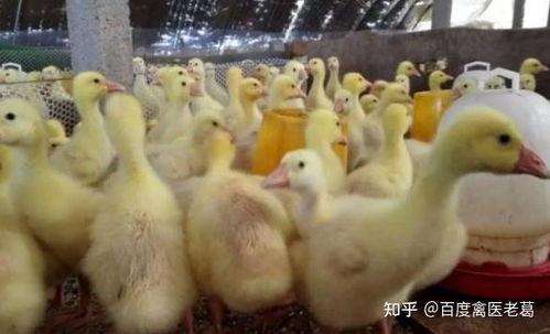 小鹅瘟图片,图片揭示的鹅群健康危机