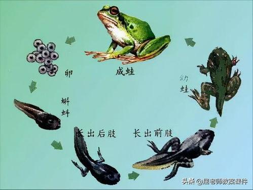 小蝌蚪在线视频,在线视频中的奇妙探险之旅