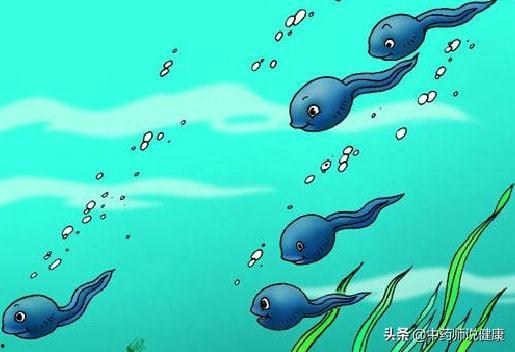 小蝌蚪在线视频,在线视频中的奇妙探险之旅