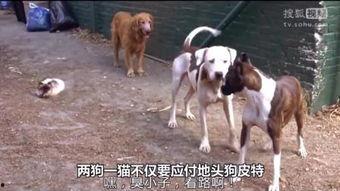 猫狗大战1国语版 下载,一场爆笑宠物对决的欢乐盛宴