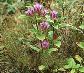 龙胆草图片,清热解毒，传统中药的瑰宝