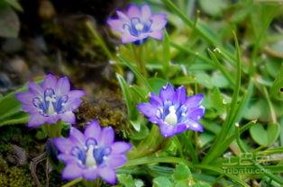 龙胆草图片,清热解毒，传统中药的瑰宝