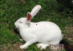 日本兔子,穿越时空的萌宠传奇