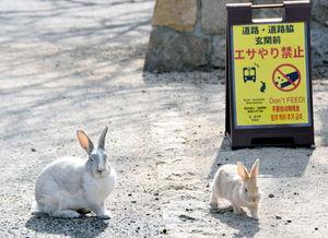日本兔子,穿越时空的萌宠传奇