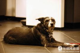 流浪狗图片,流浪狗的生存轨迹与温情故事