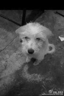 流浪狗图片,流浪狗的生存轨迹与温情故事