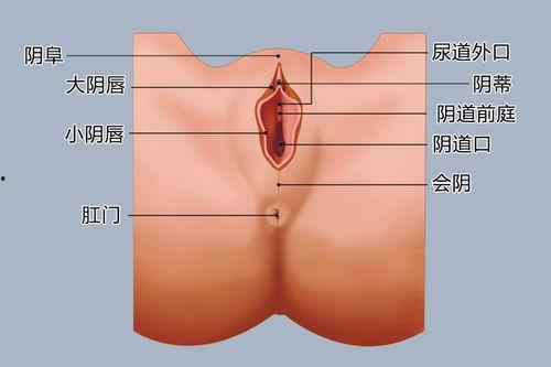 阴部图片