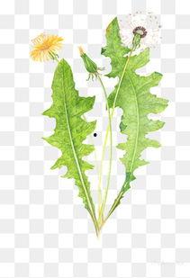 小蒲公英图片大全大图,捕捉自然之美