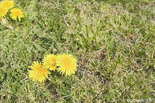 小蒲公英图片大全大图,捕捉自然之美