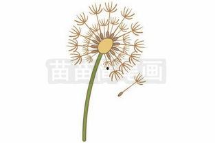 小蒲公英图片大全大图,捕捉自然之美