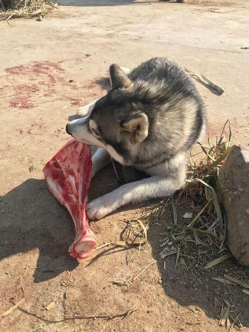 喂狗图片大全,喂狗图片大全精选