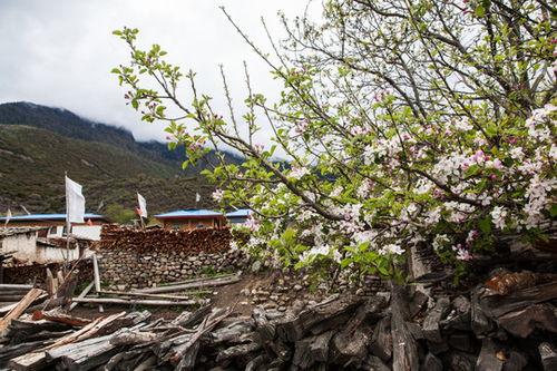 土蚂蚱图片,田间地头的绿色精灵