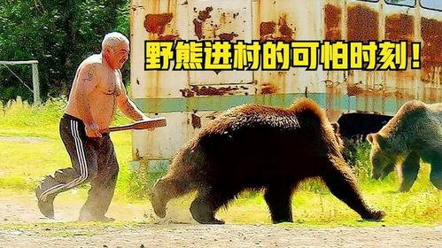 熊瞎子图片,森林中的巨兽传奇