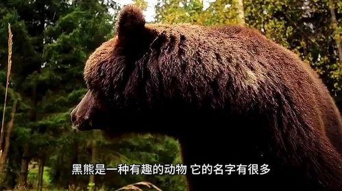 熊瞎子图片,森林中的巨兽传奇