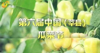 莘县瓜菜节今日开始,丰收盛宴启幕，共庆田园盛景