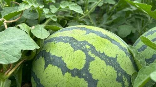 91黑料吃瓜网热点大瓜