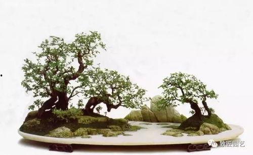 家庭山水盆景图片大全,自然之美，静享家居雅韵