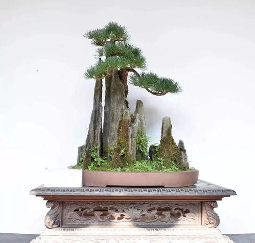 家庭山水盆景图片大全,自然之美，静享家居雅韵