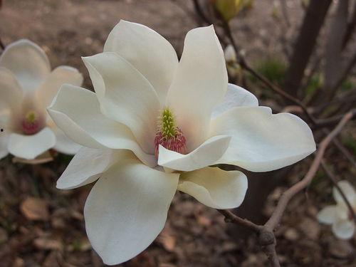 木兰花图片大全大图,图片大全中的花海盛宴