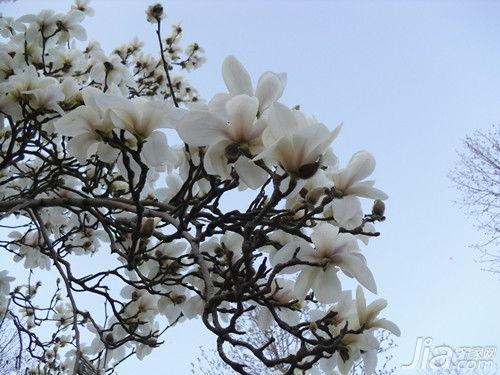 木兰花图片大全大图,图片大全中的花海盛宴