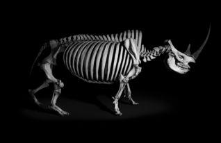 动物骨架图片,探寻生命奥秘的骨架之旅
