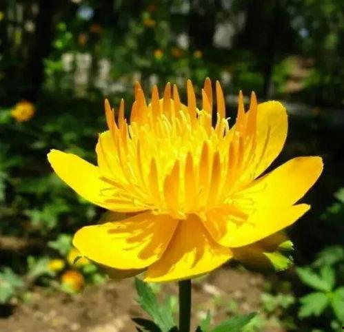 旱金莲图片,绽放沙漠中的金色奇迹