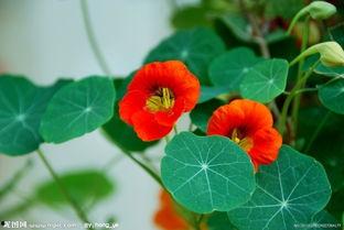 旱金莲图片,绽放沙漠中的金色奇迹