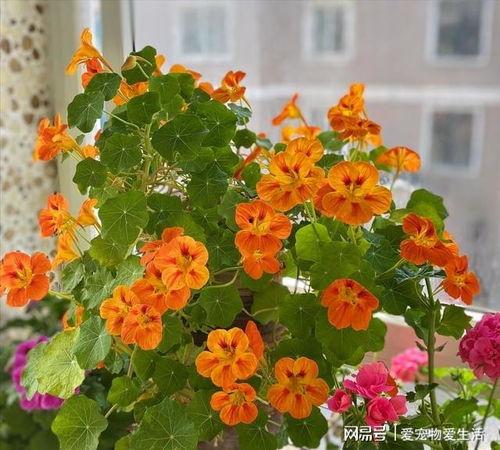 旱金莲图片,绽放沙漠中的金色奇迹