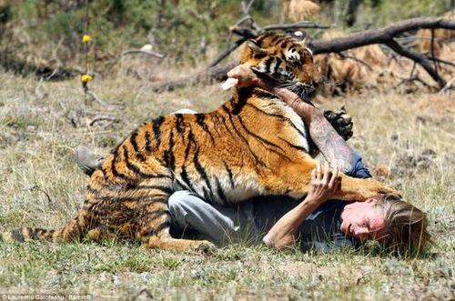 韩国电影老虎救小孩,老虎勇救幼童，韩国电影诠释人性光辉