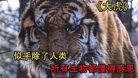 韩国电影老虎救小孩,老虎勇救幼童，韩国电影诠释人性光辉