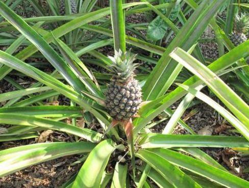 菠萝花图片,自然之美与生命力的赞歌