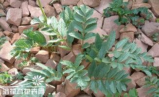 菠萝花图片,自然之美与生命力的赞歌