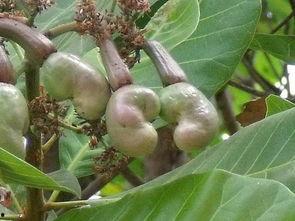 腰果树图片,果实与文化的交融