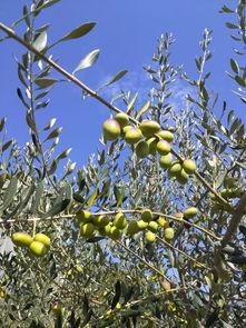 腰果树图片,果实与文化的交融