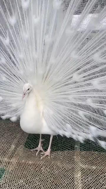 白孔雀开屏图片大全,绚烂夺目的自然奇观