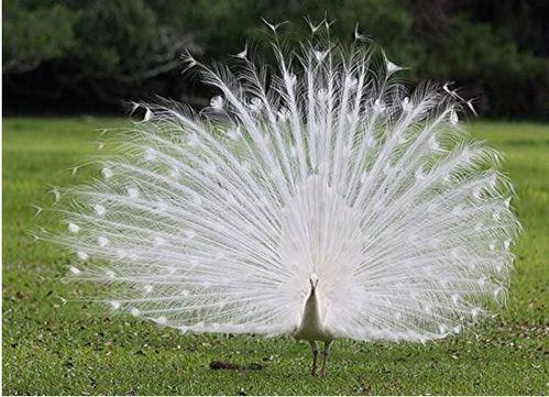 白孔雀开屏图片大全,绚烂夺目的自然奇观