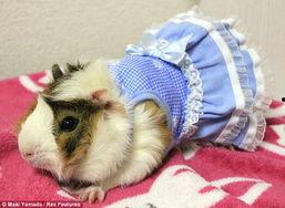 日本豚鼠,探寻其独特魅力与生活习性