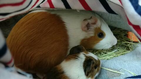 日本豚鼠,探寻其独特魅力与生活习性