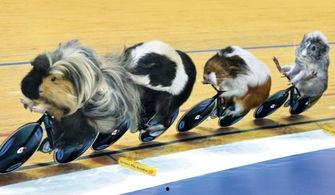 日本豚鼠,探寻其独特魅力与生活习性