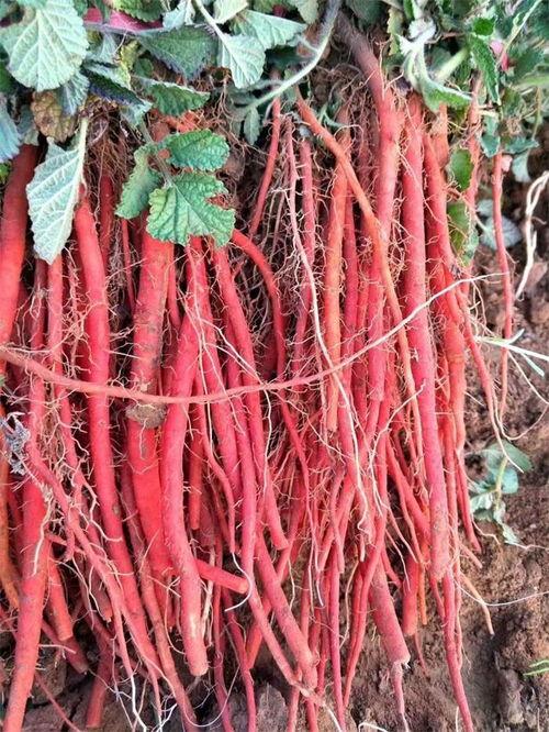 丹参图片大全,探寻中药材之美