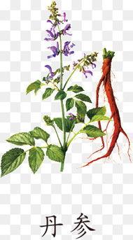 丹参图片大全,探寻中药材之美