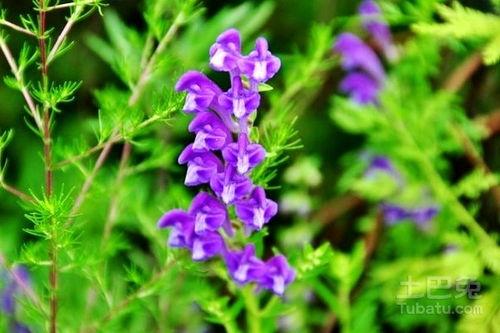 丹参图片大全,探寻中药材之美