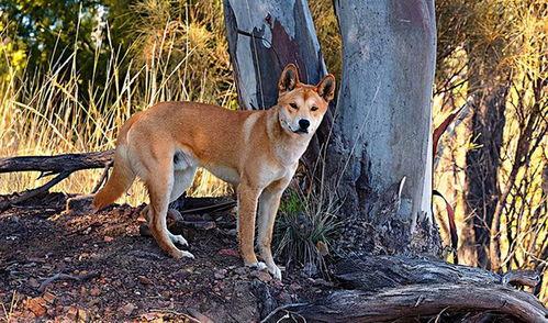野狗 韩国,韩国社会生态下的生存法则