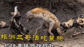 野狗 韩国,韩国社会生态下的生存法则